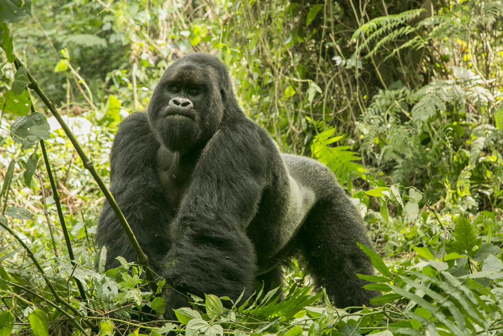 Gorilla_01