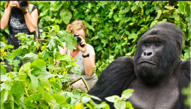 Gorilla_03.jpg