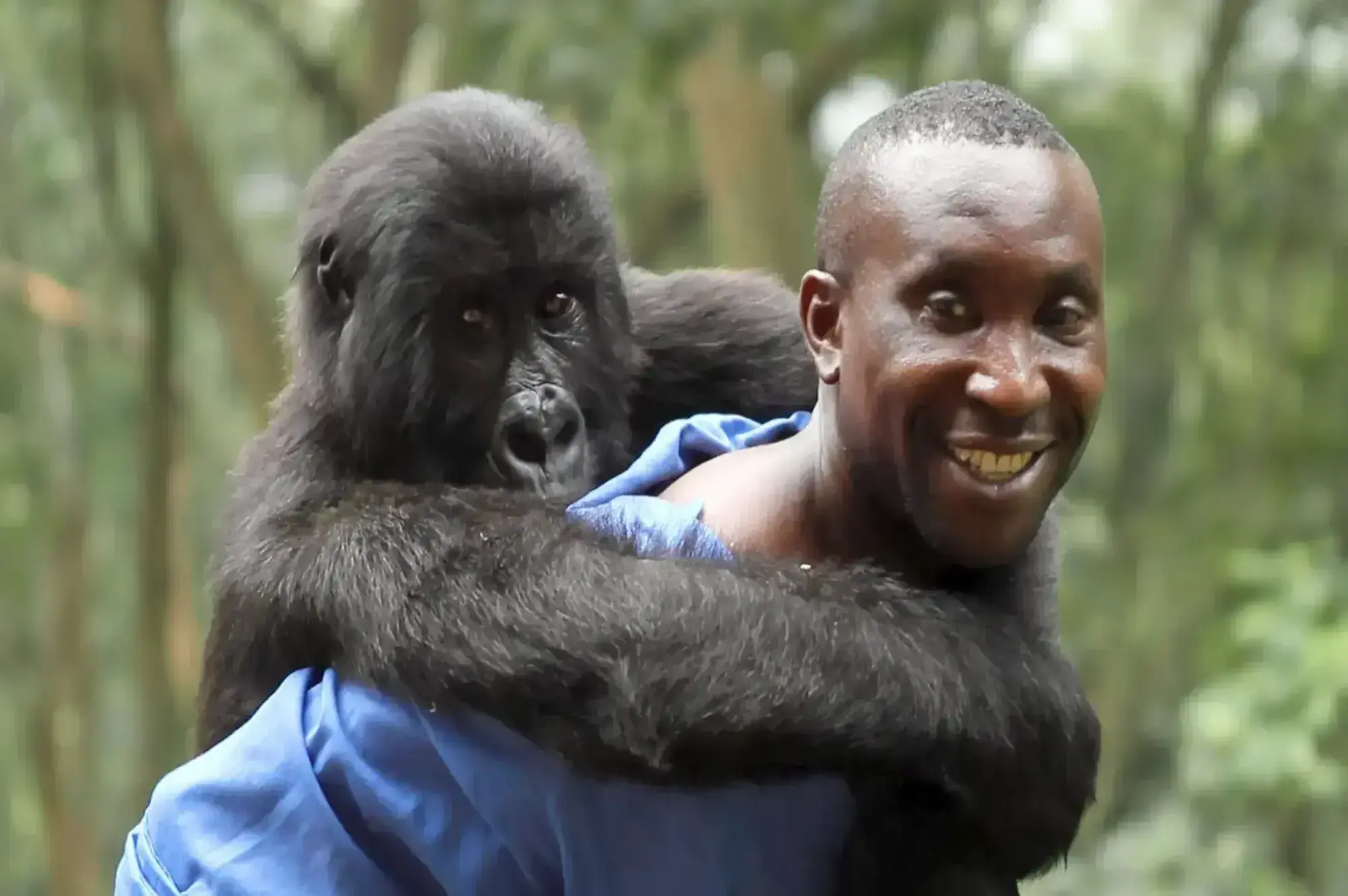 Gorilla_04 (4)