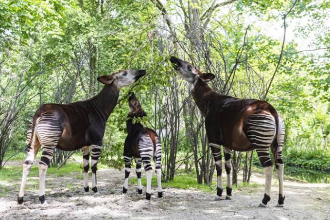 Okapi_02