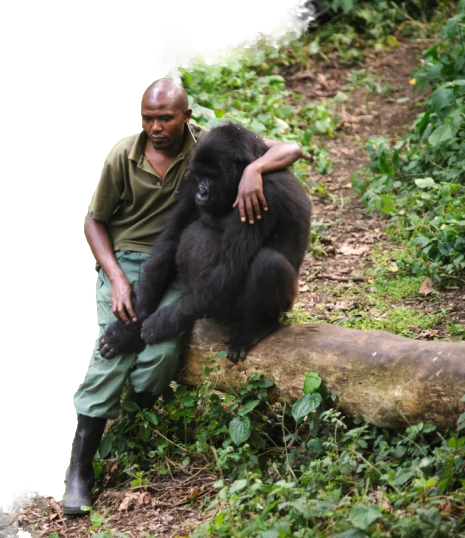 Gorilla_05_preview_rev_1_preview_rev_1